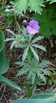 geranium_malviflorum_habitus.jpg