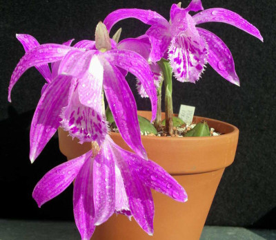 Pleione_x_barbarae_2006-04-22_002.JPG