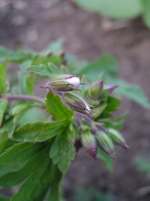 geranium_sylvaticum_whoever.jpg