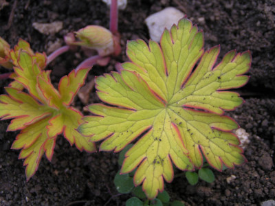 geranium_blue_sunrise.jpg