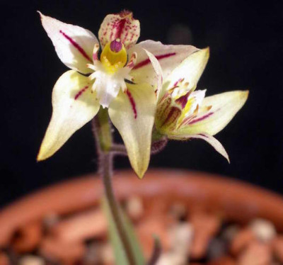 Caladenia_Harlequin_x_flava_2006-04-22_020.JPG