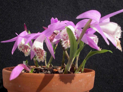 Pleione_bulbocodioides_Yunnan_2006-04-24.JPG