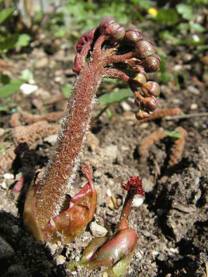 Peltiphyllum_peltatum_Austrieb.jpg