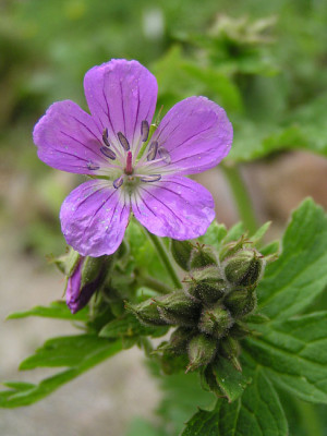 geranium_sylvaticum_27_april.jpg