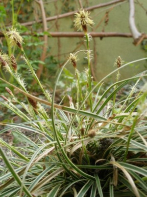 carex_brunnea_jenneke.JPG