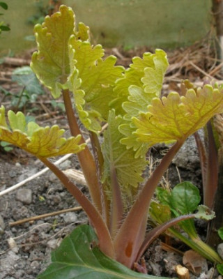 macleaya_austrieb.JPG