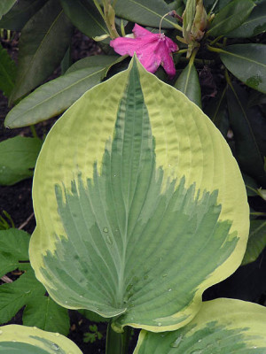 hosta_robert_frost.jpg