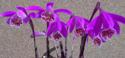 Pleione_Volcanello_2006-04-30_001.JPG