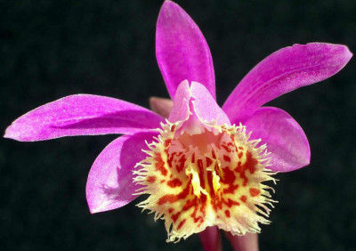 Pleione_Vesuvius_Aphrodite_2006-04-30.JPG