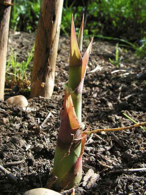 arundo_0030.jpg