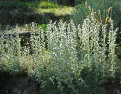 Artemisia_assoana_20060505.jpg