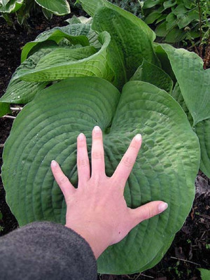 hand_auf_hosta.jpg