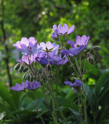 Geranium_f.jpg