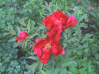 Paeonia_suffruticosa_fars_2006.jpg