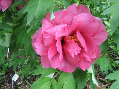 Paeonia_lemoinei_Leda_05151.jpg