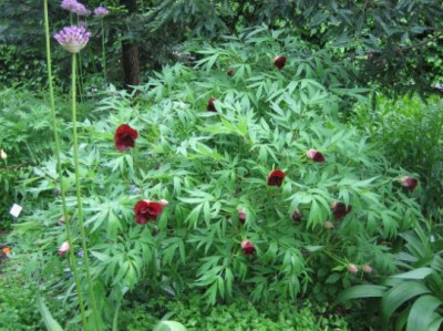 Paeonia_x_lemoinei_Black_Pirate_1_05102.jpg