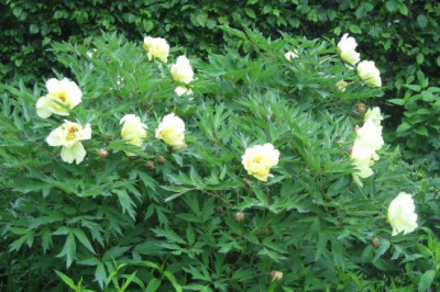 Paeonia_lemoinei_Golden_Vanitie_049611.jpg