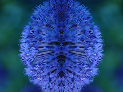 Allium_7_22-05-2006.jpg