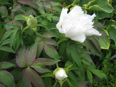 Paeonia_suffr._Renkaku_06341.jpg