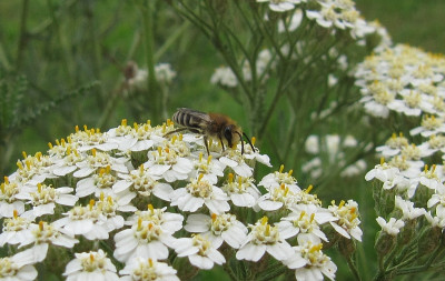 IMG_4901_Colletes_daviesanus_17Juli2015_.jpg