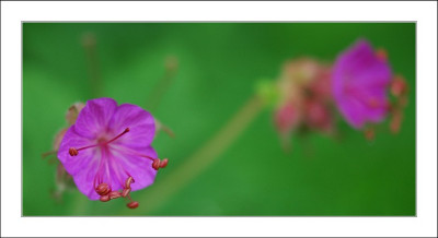 Geranium_1_25-05-2006.jpg