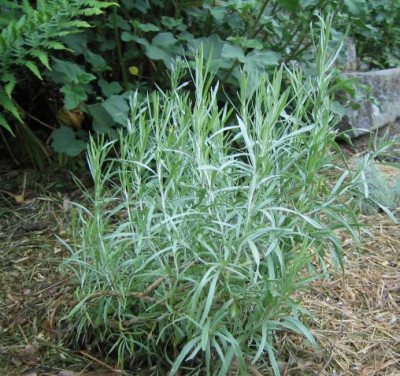 Artemisia_cana_20060526.jpg