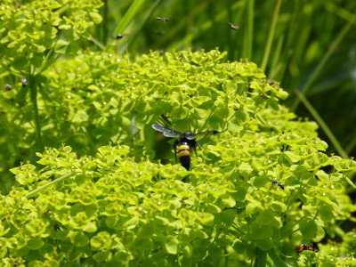 2015-07-18 Gartenimpressionen 5.jpg