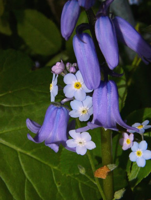 hyacinthoides_non_scripta_blau1_g.jpg