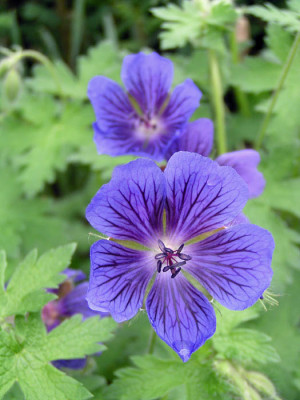 geranium_platypetalum_var_gymnocaulon_oder_so.jpg