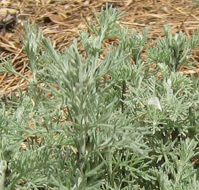 Artemisia_maritima_20060528.jpg