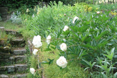 Paeonia_unbekannt_20060601_07.jpg