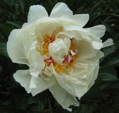 Paeonia_lactiflora_Festiva_Maxima_20060601_05.jpg