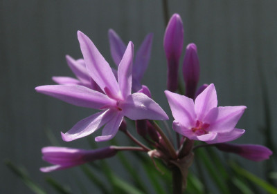 Tulbaghia_violacea_f.jpg