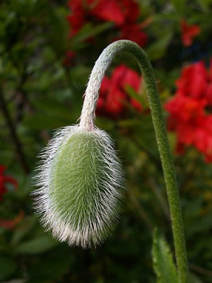 Mohn-05-06.jpg