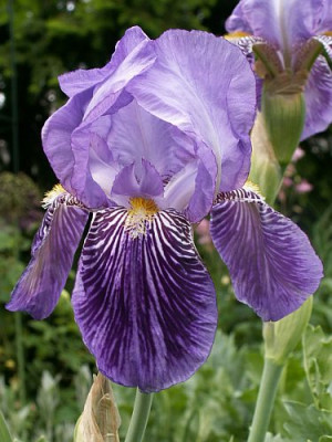 Iris-05-06.jpg