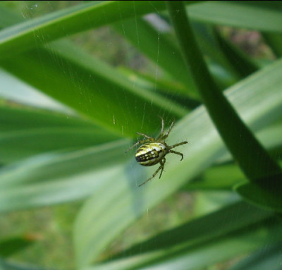 welche_Spinne_a.jpg