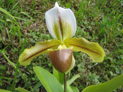 ORCHID_I.jpg