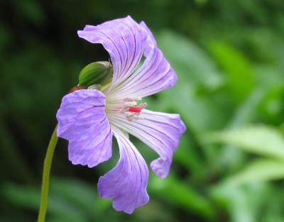 Wildgeranium_f.jpg