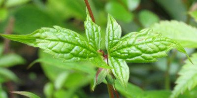 Blatt_Wildgeranium_f.jpg