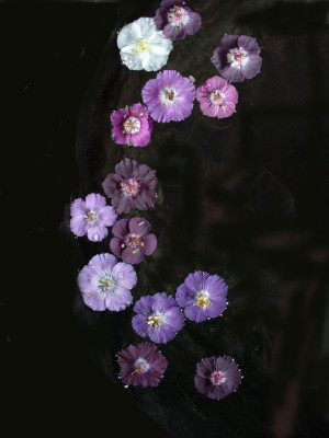 geranium_june3.jpg