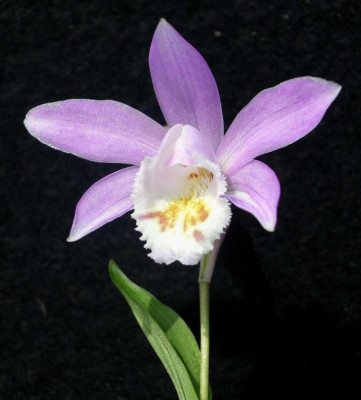 Pleione_chunii_2006-06-07.JPG