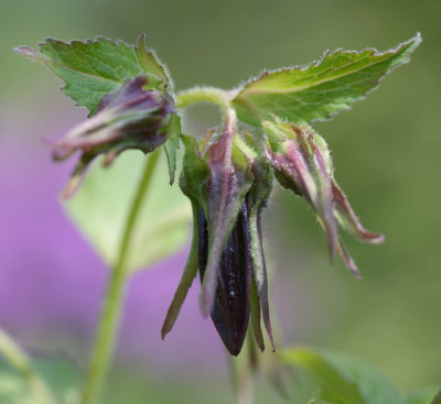 Campanula-punctata-Sarastro.jpg