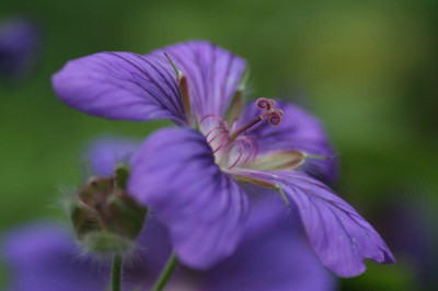 Geranium-Juni06-01.jpg