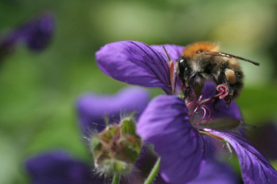 Geranium-Juni06-02.jpg