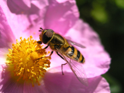 Cistus_albidus_lecker_k.jpg