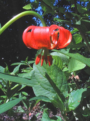 Lilium_unbekannt_fars_2006.jpg