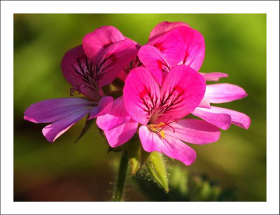 Pelargonie_Duft_1_09-06-2006.jpg