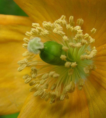 meconopsis_cambrica.jpg