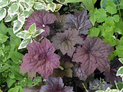 heuchera_dunkelrot.jpg