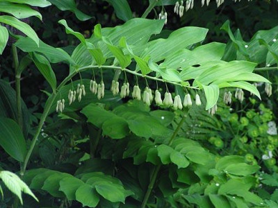 polygonatum_multiflorum_wweihenstephan.jpg